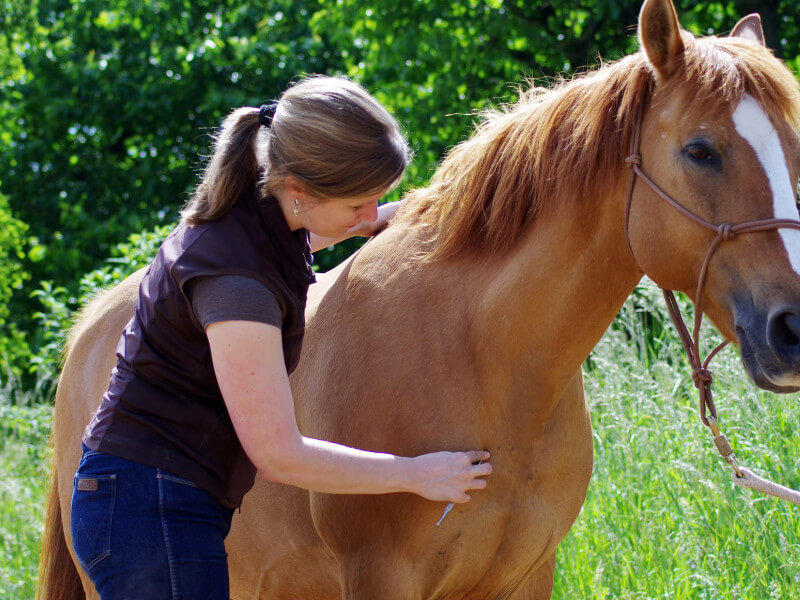 Tierphysio Desalm Leistungen Akupunktur 2